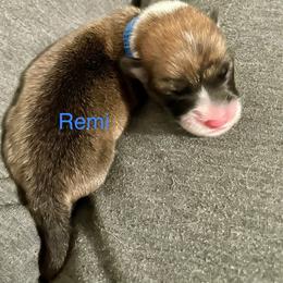Remi - Red male Pembroke Welsh Corgi puppy in Grenada, California from California Corgi Butts