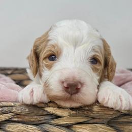 Green Male - Parti male Goldendoodle puppy in Great Falls, Montana from Montana Goldendoodles