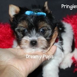 AKC Pringles - Black tan and white male Biewer Terrier puppy in Kennesaw, Georgia from Dreamy Pups
