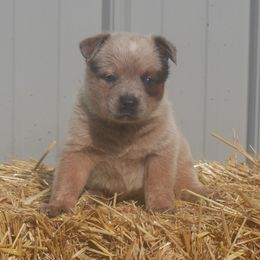 Rhubarb - Red mottled female Australian Cattle Dog puppy in Buffalo Valley, Tennessee from Buffalo Valley Breeders