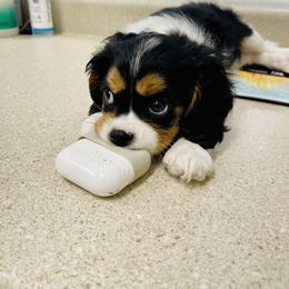 Cavalier King Charles Spaniel Puppies from Cavaliers of House Northup