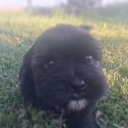 Outlaw - Black male Cavapoo puppy in Montrose, Colorado from Gnomies Furry Friends