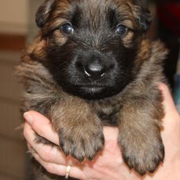German Shepherd Puppies from Michelle Eddy