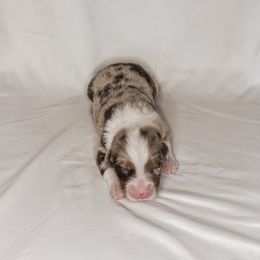 Boy 6 - Red merle male Australian Shepherd puppy in Chino, California from RanchLand Aussies HC