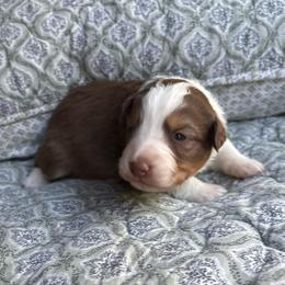 Teddy - Red tri-color male Australian Shepherd puppy in Grants Pass, Oregon from Carmel Mountain Aussies