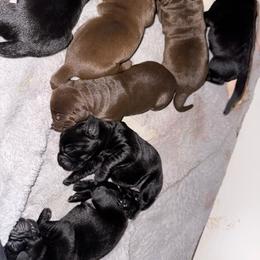 Chocolate boy - Chocolate male Labrador Retriever puppy in Longview, Washington from Steele's Lone Oak Labradors