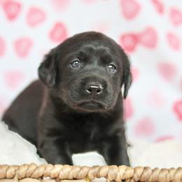 Female two - Black female Labrador Retriever puppy in Williamston, Sc, South Carolina from Dutton Dog Co & Dalla Grazia Doberman