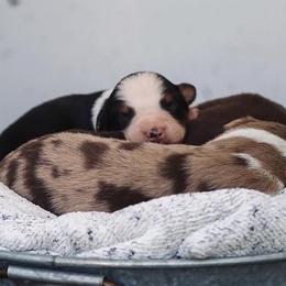Australian Shepherds from Six Little Chicks Australian Shepherds