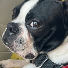 Lily - Boston Terrier