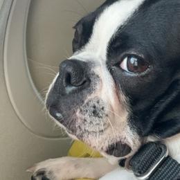 Lily - Boston Terrier