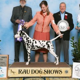 Gabi - Dalmatian