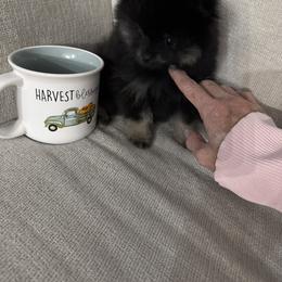 Girl 1 - Black and tan female Pomeranian puppy in Boaz, Alabama from Moody’s Poms