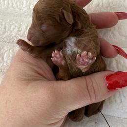 Polly  ( very tiny toy) - Red  female Poodle puppy in Fredericktown, Missouri from Doodle Pups Fur-Ever