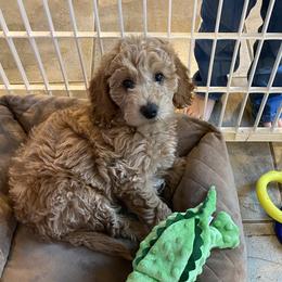 Goldendoodle Puppies from Oxfordshire Goldendoodles
