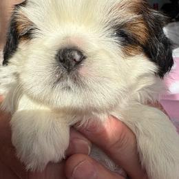 LG2 Praline - Gold and white female Shih Tzu puppy in Madras, Oregon from Maridee’s ShihTzu