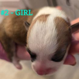 Puppy 2 - Red female Pembroke Welsh Corgi puppy in Buffalo, Wyoming from Diamond K Corgis