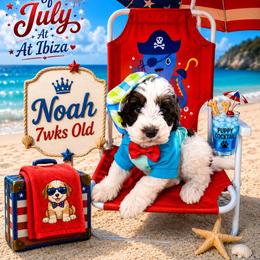 Noah - Parti male Schnoodle puppy in Demorest, Georgia from Royal Puppypoo Playhouse