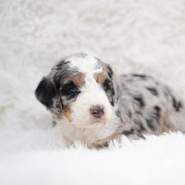Beau - Blue merle male Bernedoodle puppy in Spokane, Washington from Lilac City Doodles