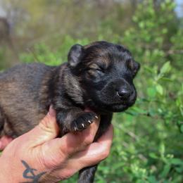Aries - Sable male German Shepherd puppy in New York from Spitze German Shepherds