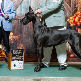 Great Danes from River Rock Danes