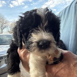 Boy 3 - Black and white male Sheepadoodle puppy in Eleva, Wisconsin from Molly’s Doodles