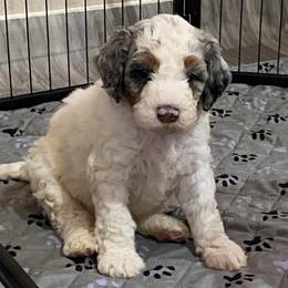 Light pink - Merle female Bernedoodle puppy in Millsap, Texas from Gaston’s Posh Poodles and Doodles