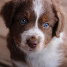 Scooter - Red tri Miniature Australian Shepherd puppy in Gretna, Virginia from Adams Acres Cattle Dogs
