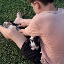 Boston Terrier Puppies from Liliya Hellams