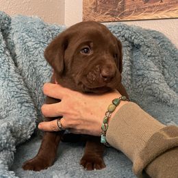 Echo - Chocolate Labrador Retriever puppy in Saint Maries, Idaho from Oakley's Mountain Top Kennel