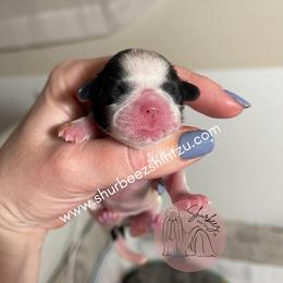 Shih Tzu Puppies from Shurbeez Shih Tzu