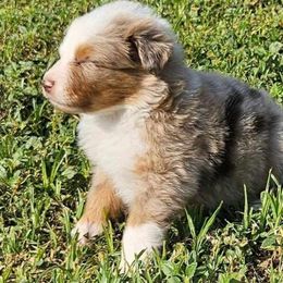 Temperance - Red merle Australian Shepherd puppy in Crowell, Texas from Ardent Aussie Acres