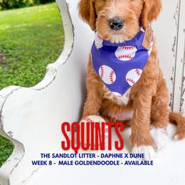 Squints - Apricot male Goldendoodle puppy in Marietta, Georgia from Reece + Co Doodles & Poodles