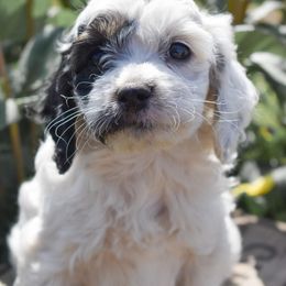 Onyx - Black white and tan male Cockapoo puppy in Ellensburg, Washington from Dawn to Dusk Cockapoos