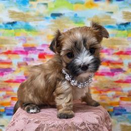 Percee - Gold female Morkie puppy in Monticello, Iowa from Ashley’s Puppies