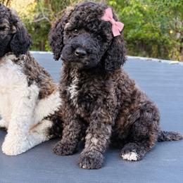 Cappuccino - Brown female Poodle puppy in Redding, California from Canyon Creek Kennels