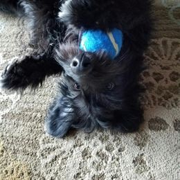 Chinese Crested, Miniature American Shepherd, and Aussiedoodle Puppies from Rosewood companions