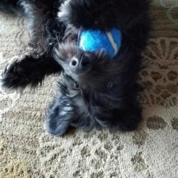 Chinese Crested, Miniature American Shepherd, and Aussiedoodle Puppies from Rosewood companions