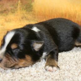 Buck - Black tri male Miniature Australian Shepherd puppy in Ronan, Montana from Dirt Road Aussie’s of Montana