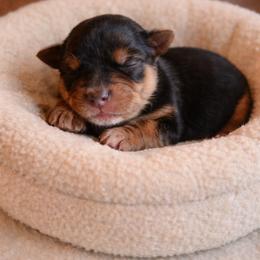 Biscuit - Black and tan male Yorkshire Terrier puppy in Cameron, Oklahoma from Jane’s Yorkies