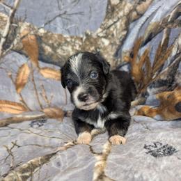Malificent - Black tri female Miniature Australian Shepherd puppy in Bend, Oregon from Wonderland Aussies