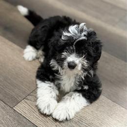 Blue collar toy - Black tri-color male Aussiedoodle puppy in 32046, Florida from River Hill Ranch