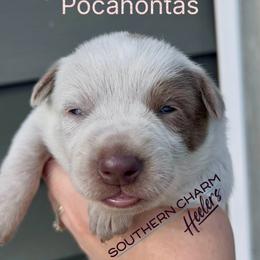 Pocahontas - Red speckled female Australian Cattle Dog puppy in Floyd, Virginia from Southern Charm Heelers