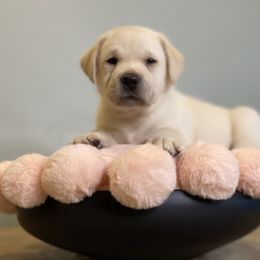 Labrador Retriever Puppies from BellaVista Labradors LLC
