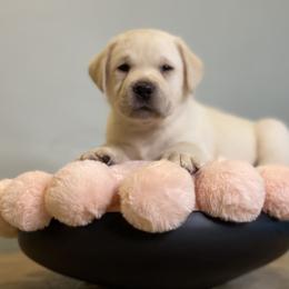 Labrador Retriever Puppies from BellaVista Labradors LLC