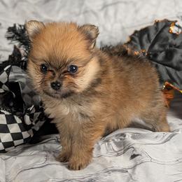 Louise - Orange sable female Pomeranian puppy in Utah from Pop Off Poms & Chis