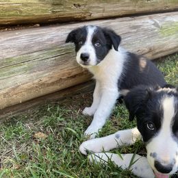 Border Collie and Rottweiler Puppies from KJB Kennels