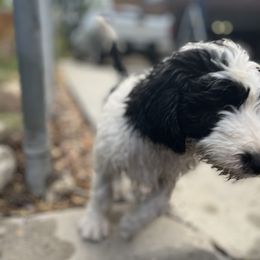 Old English Sheepdog and Sheepadoodle Puppies from Doodlefolk