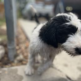 Old English Sheepdog and Sheepadoodle Puppies from Doodlefolk