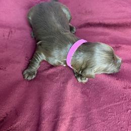 Maple - Brown female Bernedoodle puppy in Winfield, Alabama from Rose Lane Doodles
