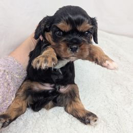 Paul - Black and tan male Cavalier King Charles Spaniel puppy in Seymour, Missouri from Painted Blessing's AKC Cavaliers LLC